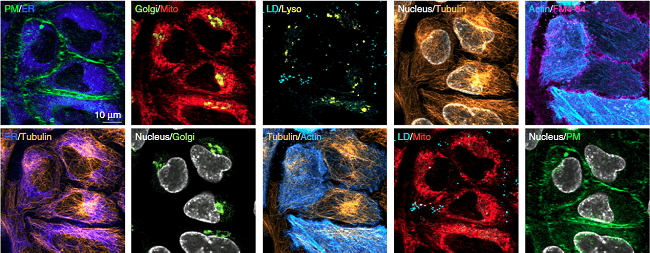 tubulin2.png