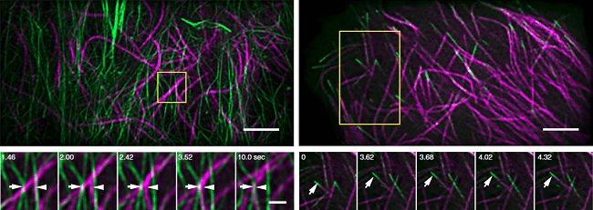 tubulin3.png