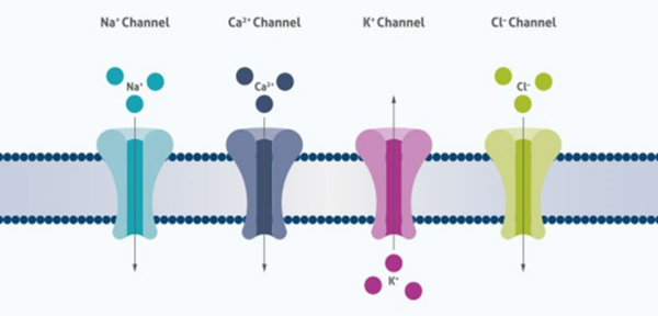 Voltage-gated-Ion-Channel-1-1.png