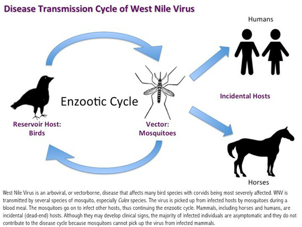 Flavivirus.jpg