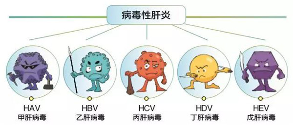 病毒性肝炎.jpg