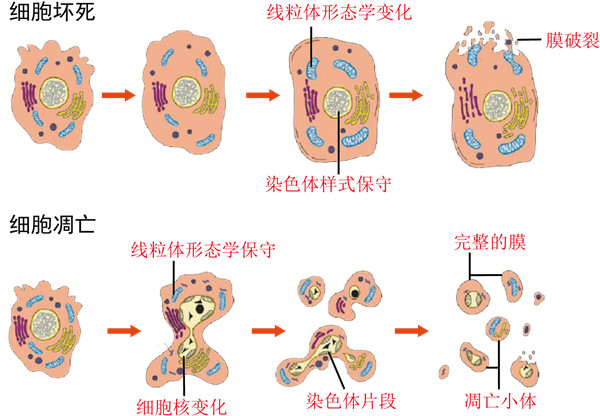 细胞凋亡.jpg