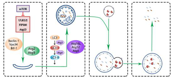 autolysosomes.jpg