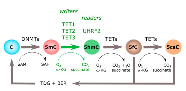5hmC-羟化酶TET活性/抑制分析试剂盒