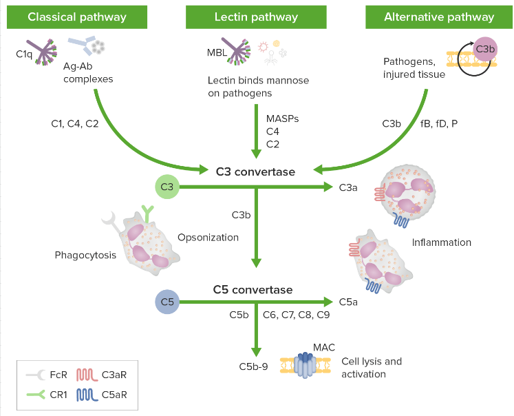 补体系统(Complement system)