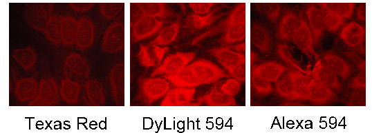 dylight-3.jpg