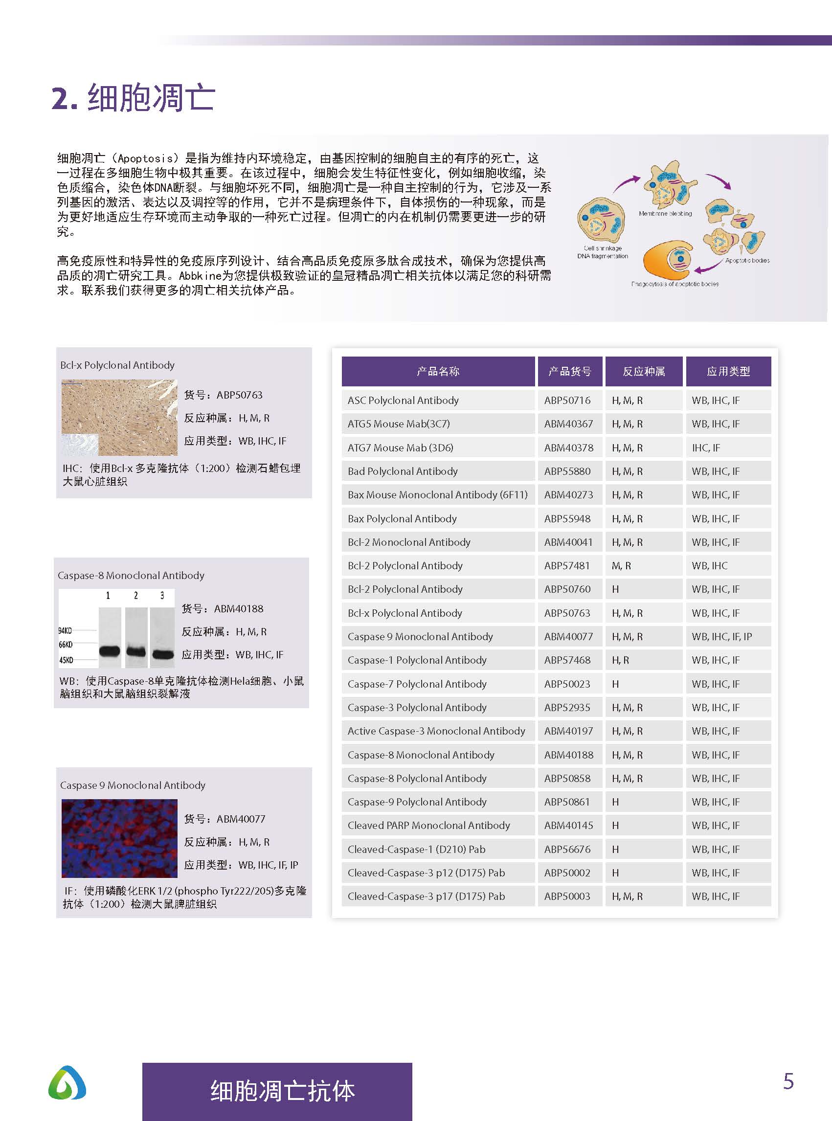 Abbkine“皇冠”抗体产品应用手册