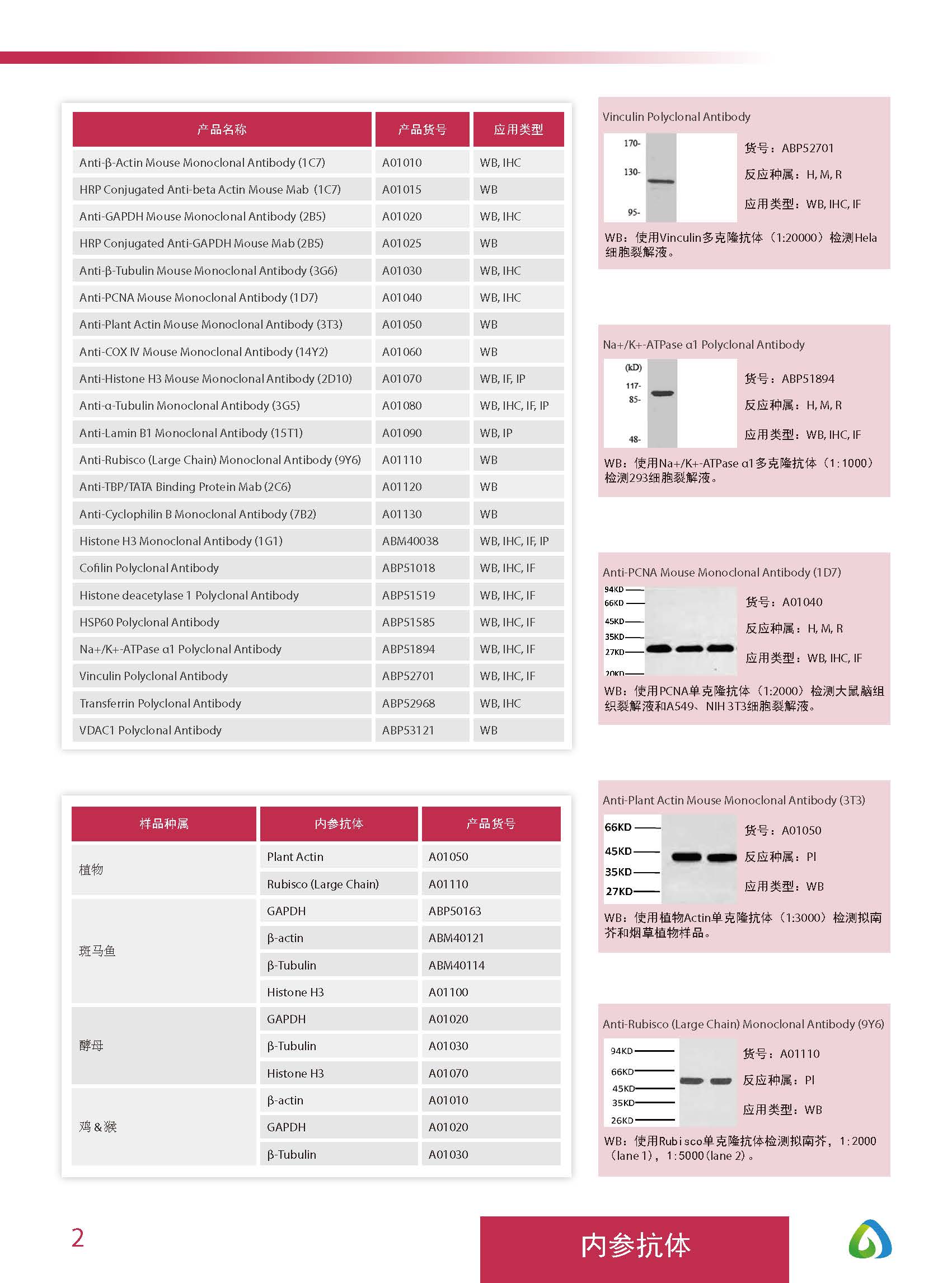 Abbkine“皇冠”抗体产品应用手册