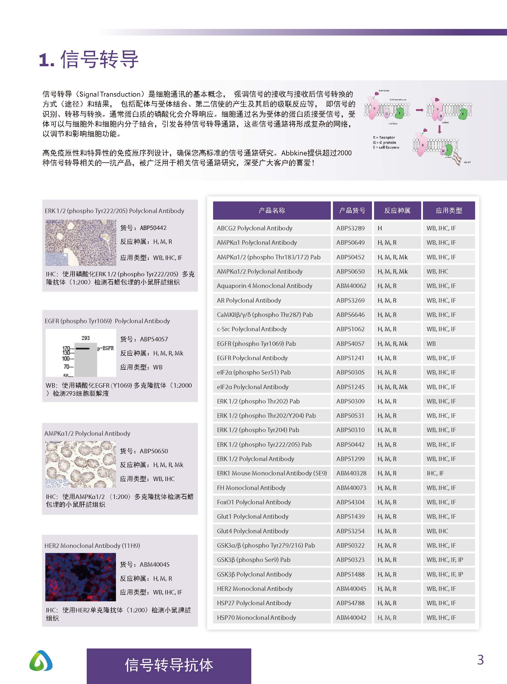 Abbkine“皇冠”抗体产品应用手册