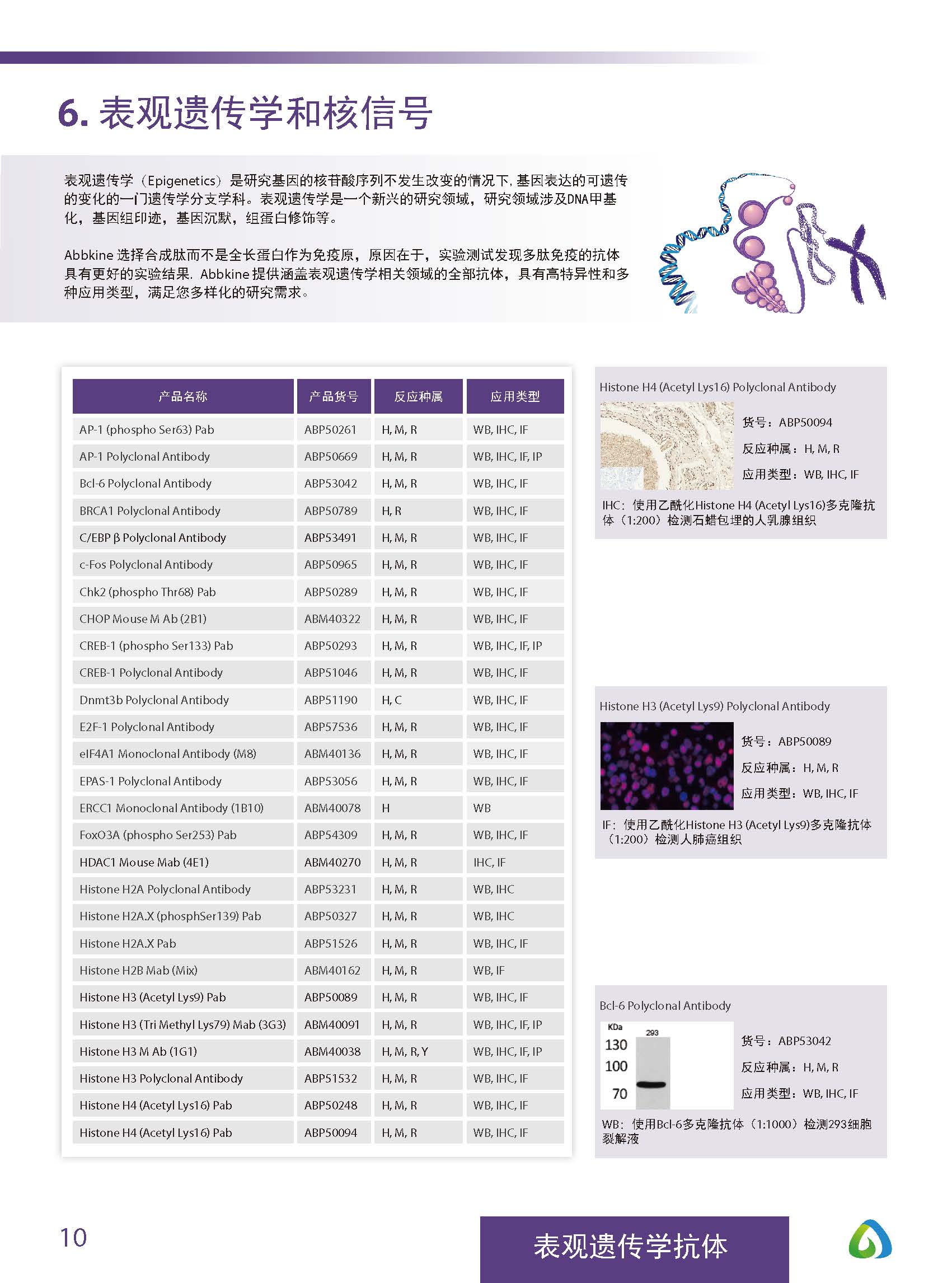 Abbkine“皇冠”抗体产品应用手册