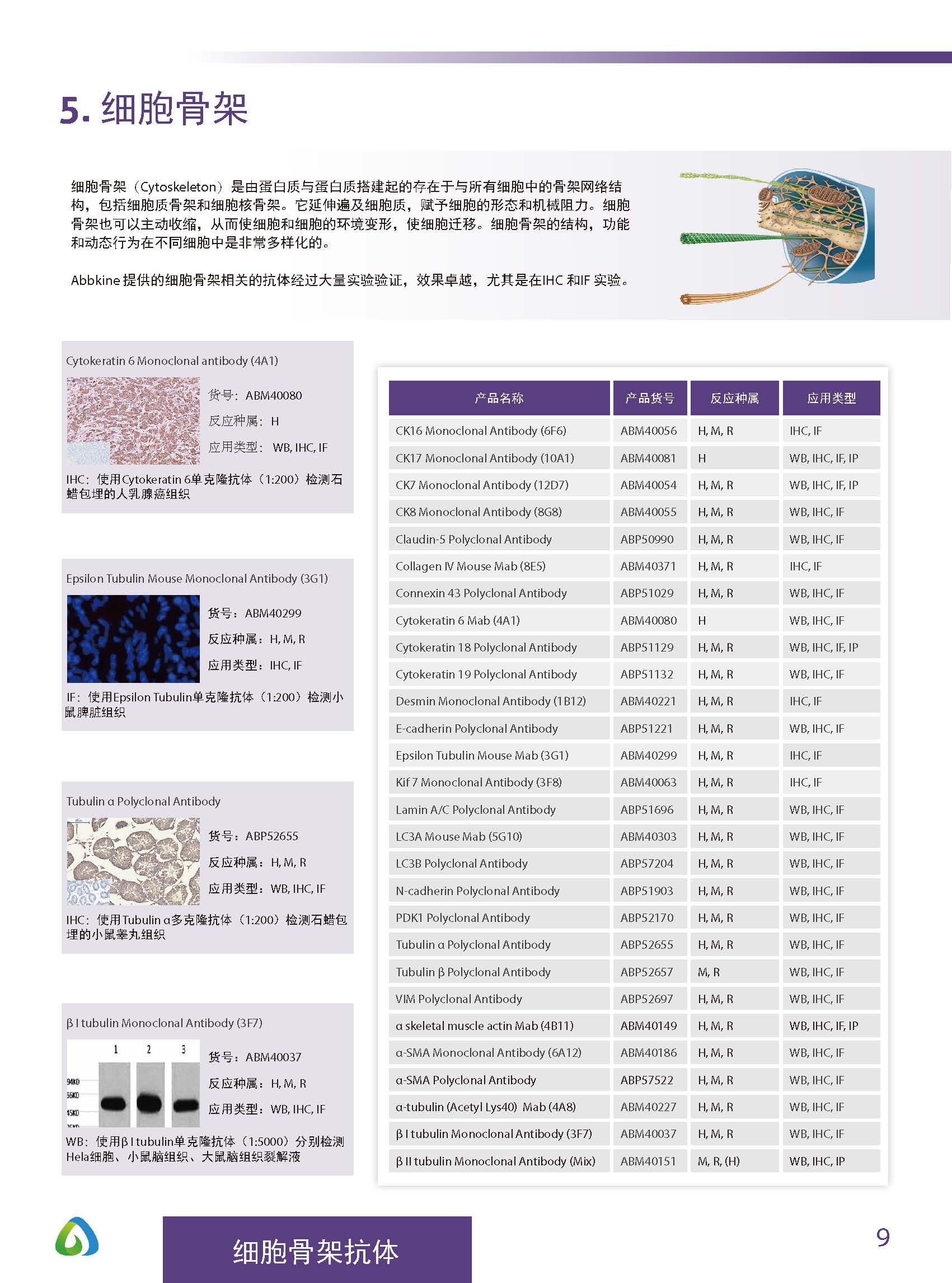 Abbkine“皇冠”抗体产品应用手册