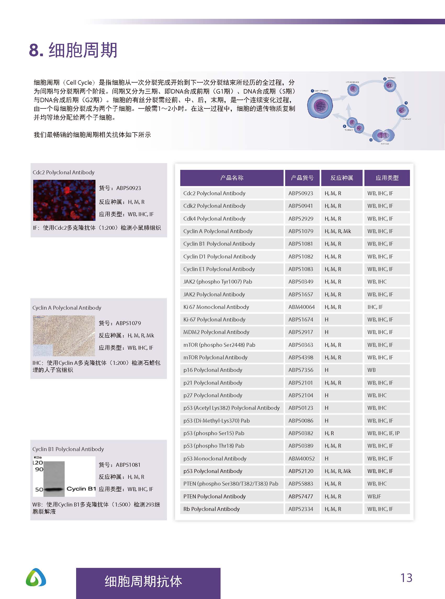 Abbkine“皇冠”抗体产品应用手册