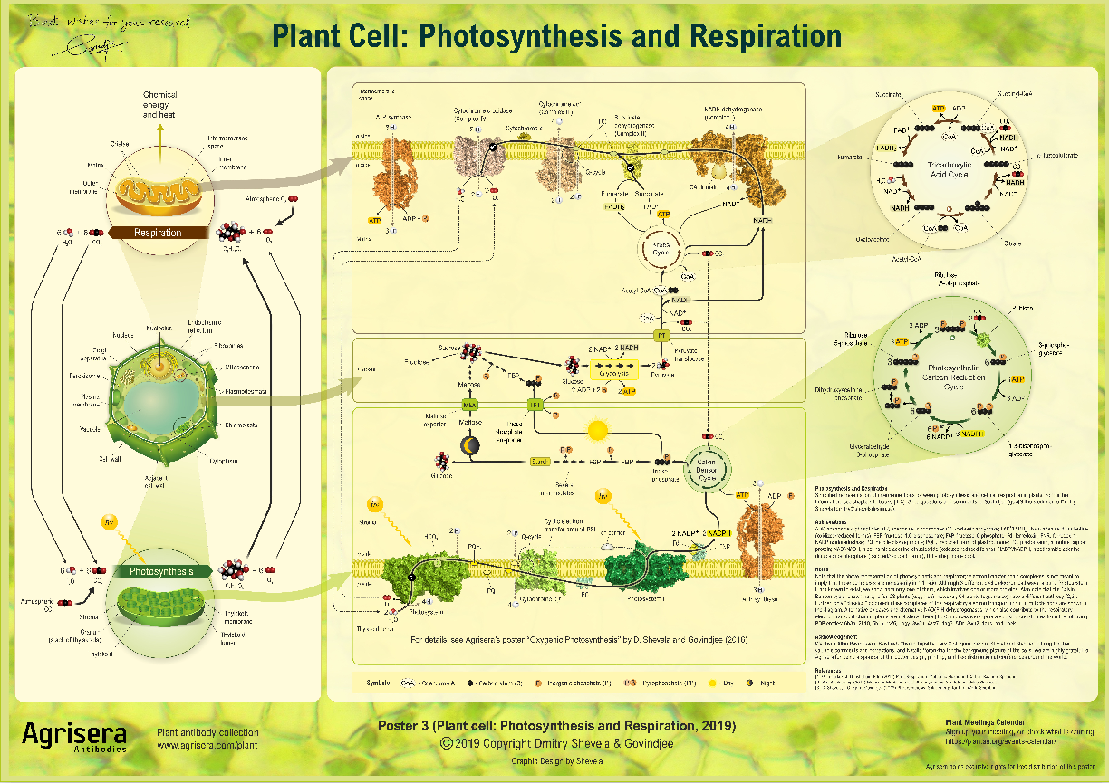 植物光合作用和呼吸作用2.png