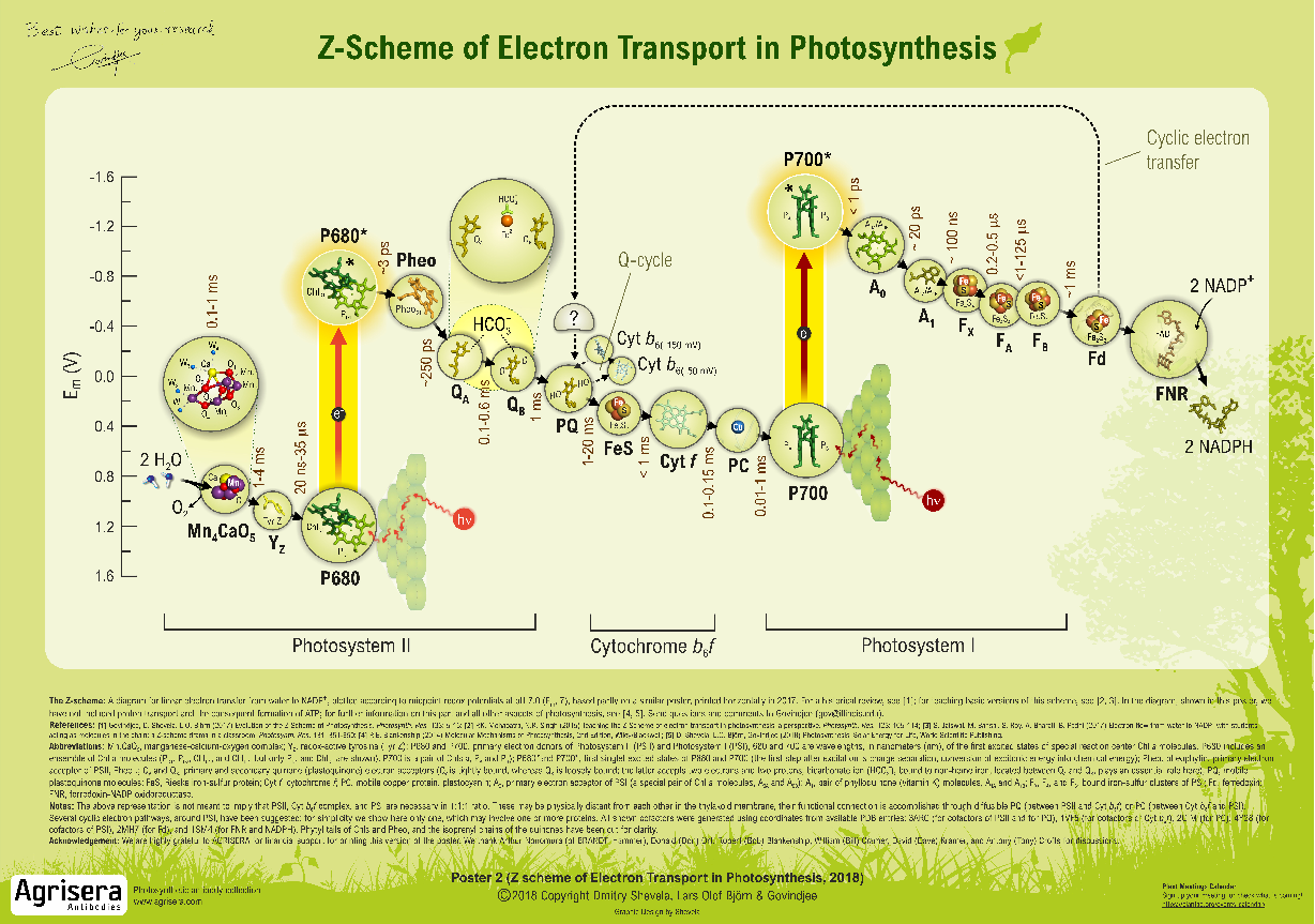 双光子光触媒系统-Z-Scheme2.png