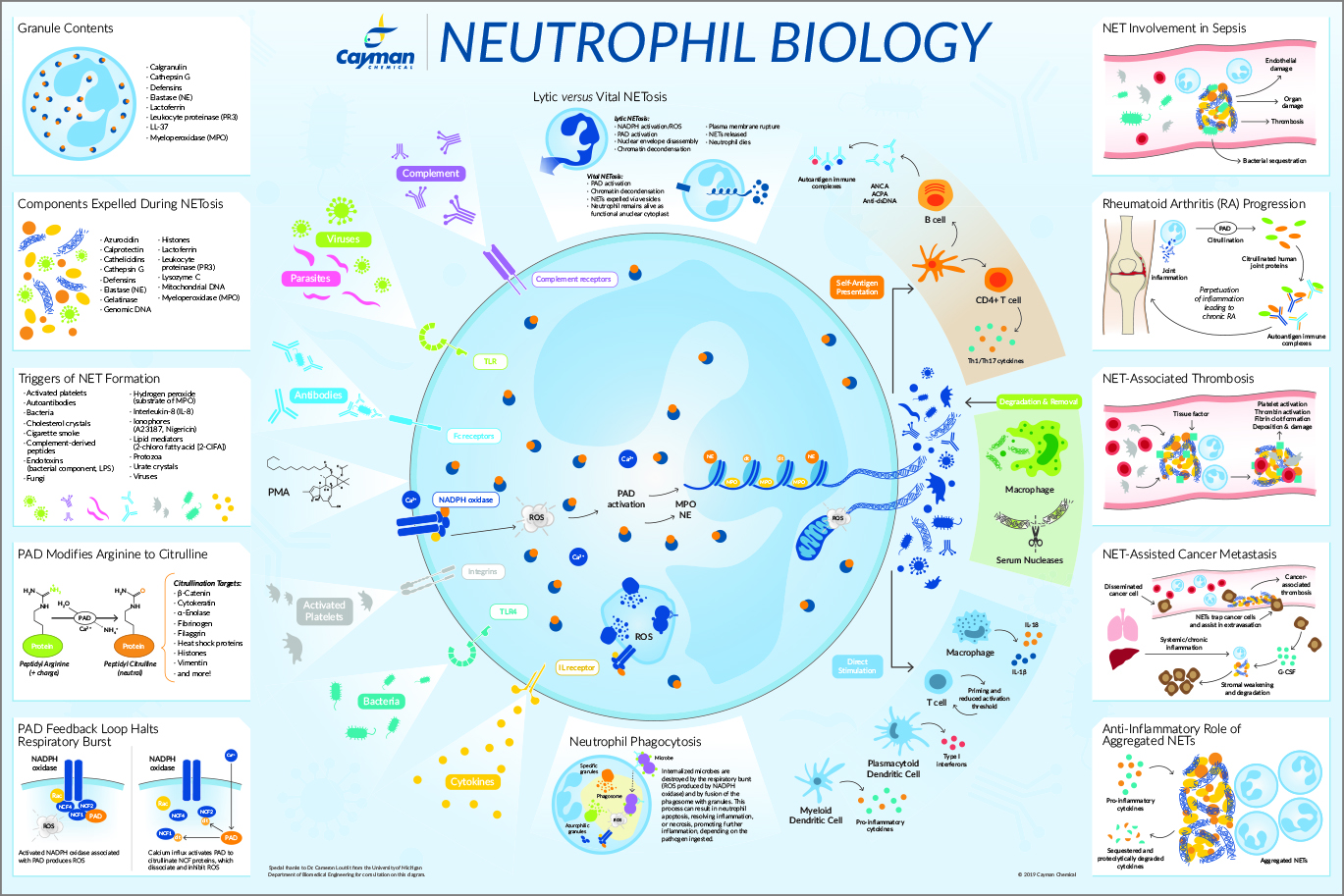 Neutrophil Biology -web thumbnail.jpg