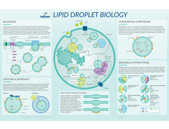 lipid droplet biology lit thumbnail.png