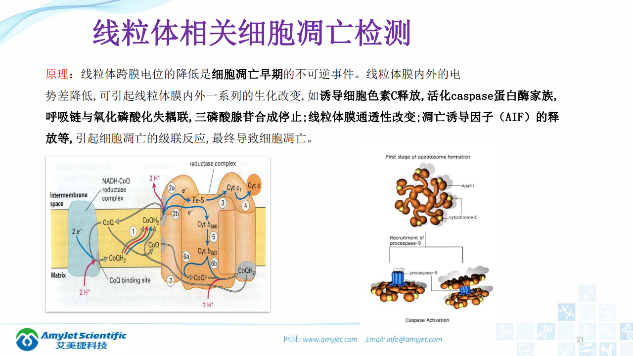 202003-细胞状态的检测_20.png