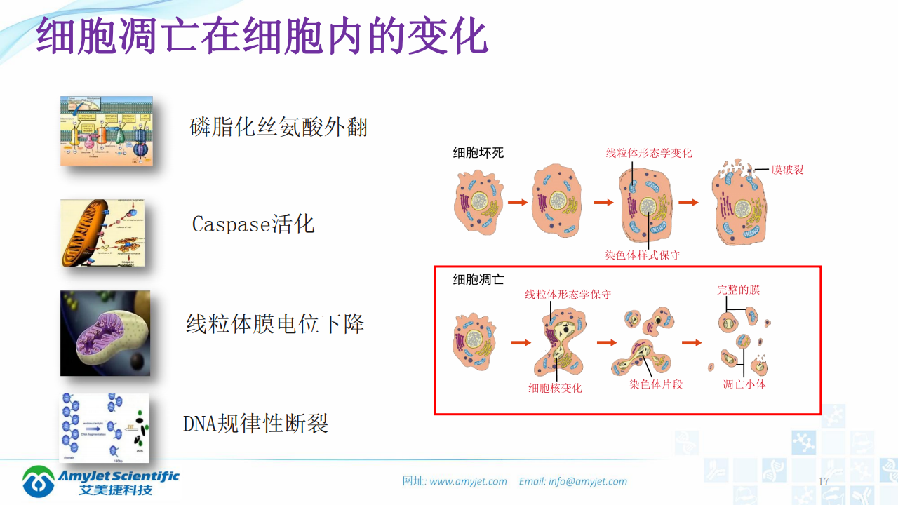 202003-细胞状态的检测_16.png