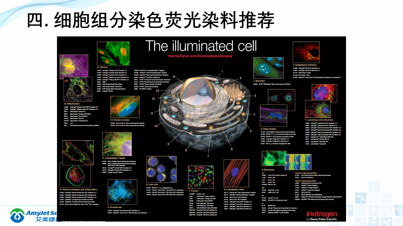 202004-荧光背景知识汇总及荧光染料的选择_31.png