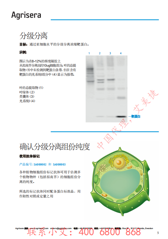 植物WB指南-中文版-艾美捷_04.png