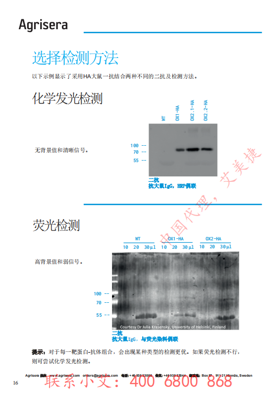 植物WB指南-中文版-艾美捷_15.png