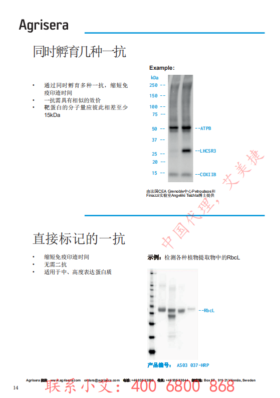 植物WB指南-中文版-艾美捷_13.png