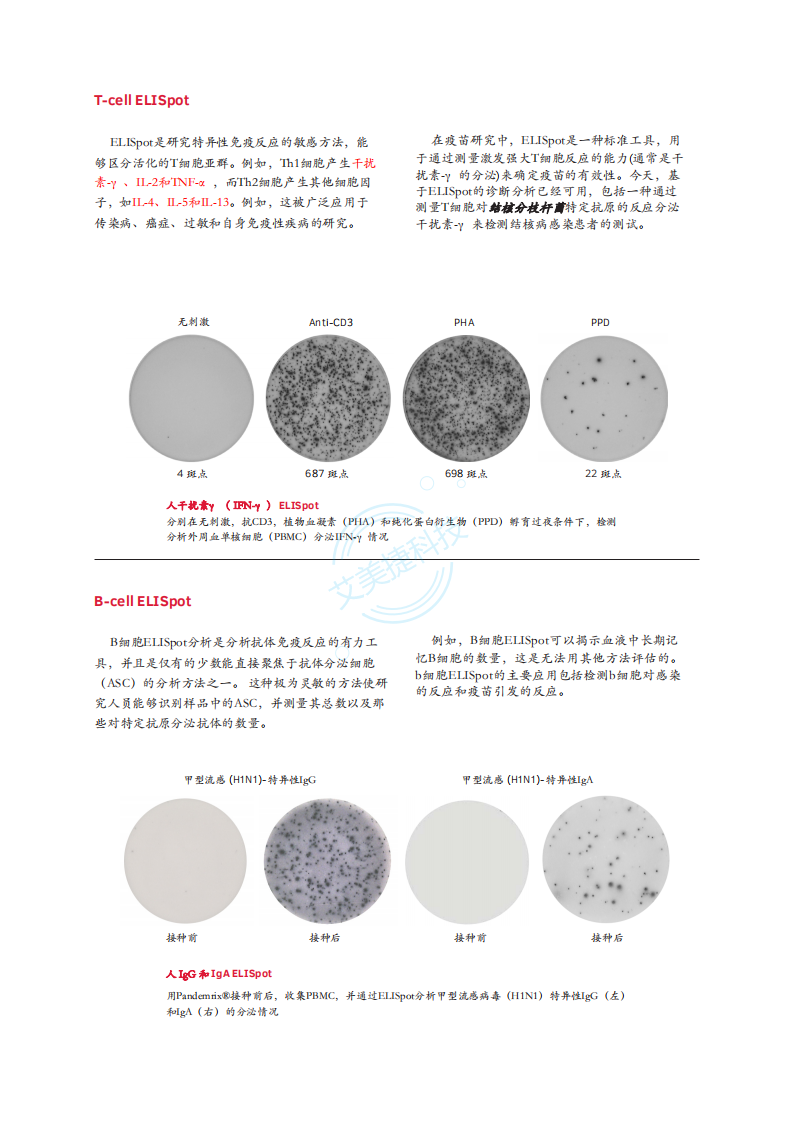 Mabtech-ELISpot-中文版折页_02.png