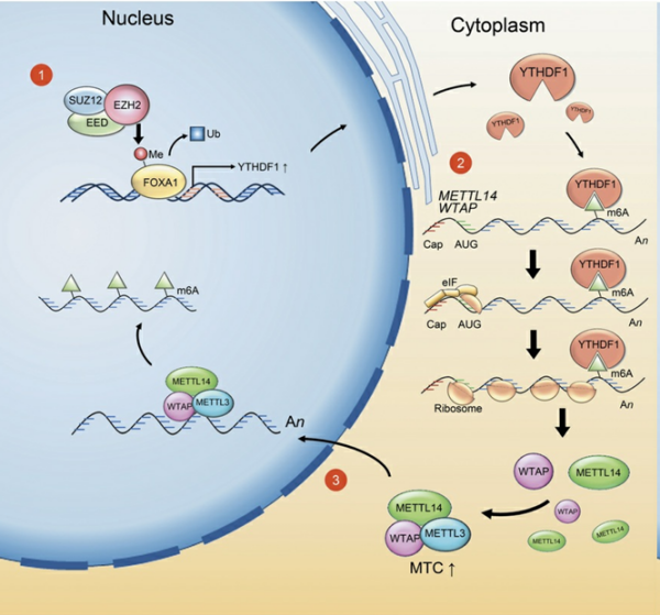 Epigentek EpiQuik? m6A RNA Methylation Quantification Kit.png
